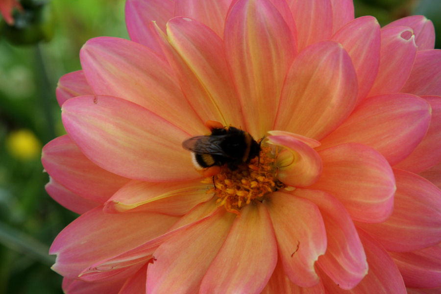 Carrellata di Bombus di varie specie